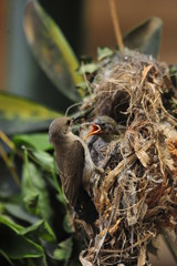 Obraz premium Female Sunbird feeding the chicks in nest