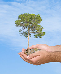 Palms with a tree growng from pile of coins