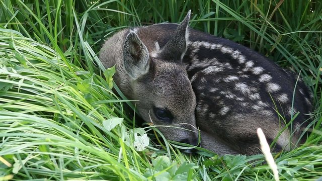 Rehkitz