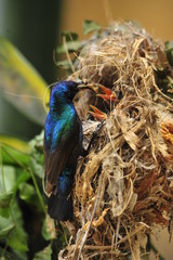 Male Sunbird feeding his newborn chicks in nest