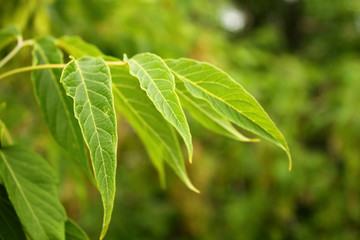 зелёные листья - green leaf