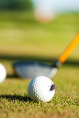 golf ball with fly