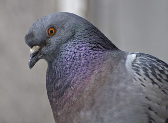 Gołąb © Grzegorz Giemza