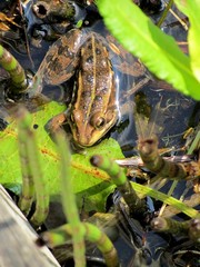 grenouille