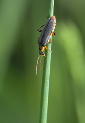 Cantharis