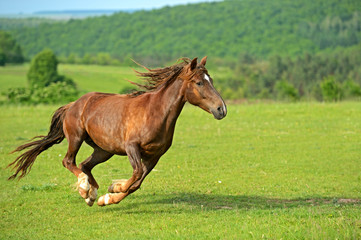 Horse