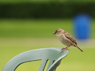Haussperling/Weibchen (Passer domesticus)