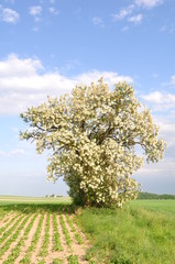 Robinia pseudoacacia