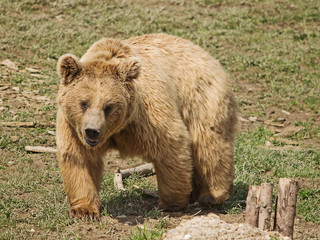 Braunbär (Ursus arctos)