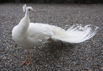 Albino peacock