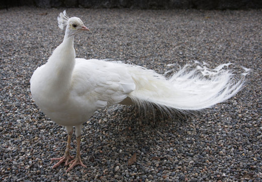 Albino Peacock