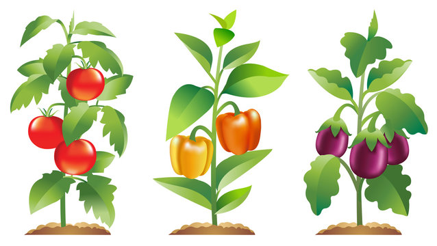 Eggplant, Tomato and Bell pepper plants