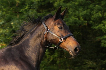 Warmblutkopf im Galopp