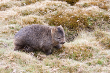 Naklejka premium wombat