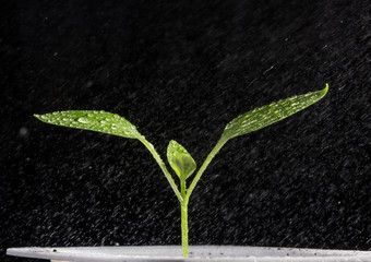 Young shoots of tomatoes during the irrigation