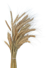Fototapeta premium Bundle of the gold wheat ears