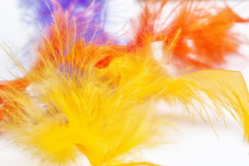 Obraz premium Feather on white background