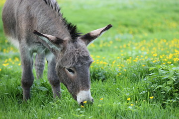 Esel grast auf Frühlingswiese