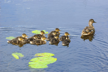 Duck and ducklings