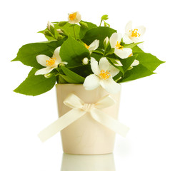 beautiful jasmine flowers in vase isolated on white