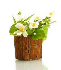 beautiful jasmine flowers in flowerpot isolated on white