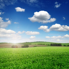 picturesque pea field and blue sky