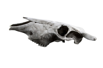 Farm animal skull on white background