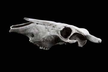 Farm animal skull on black background