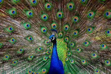 Obraz premium Peacock Showing Off Feathers
