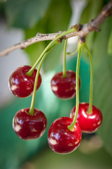 sour cherries