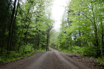 Springtime road