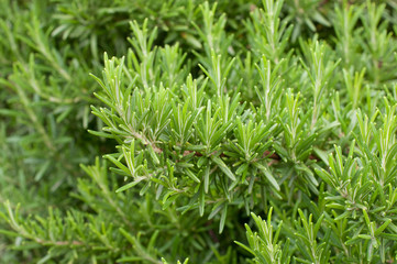 Obraz premium Rosemary