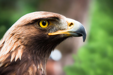 18 274 Steinadler Fototapeten Leinwandbilder Und Aufkleber Wallsheaven