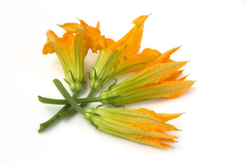 fiori di zucca