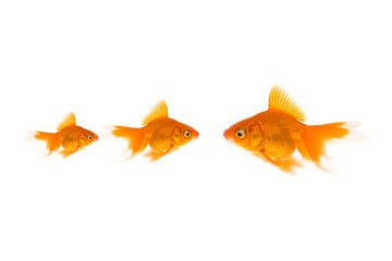 Fototapeta premium Gold fish