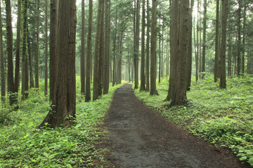 Fototapeta premium Hiking trail in the middle of forest