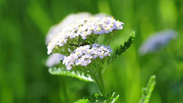 Heilpflanze Schafgarbe