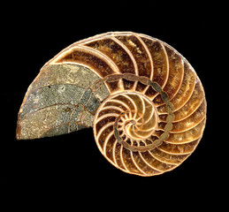 Concha fósil de un nautilus.