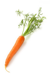 Carota