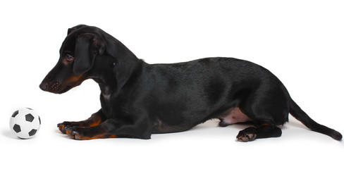 black little dachshund dog and ball isolated on white