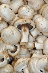 Champignons