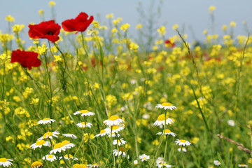 Obraz premium chamomile and poppy flowers