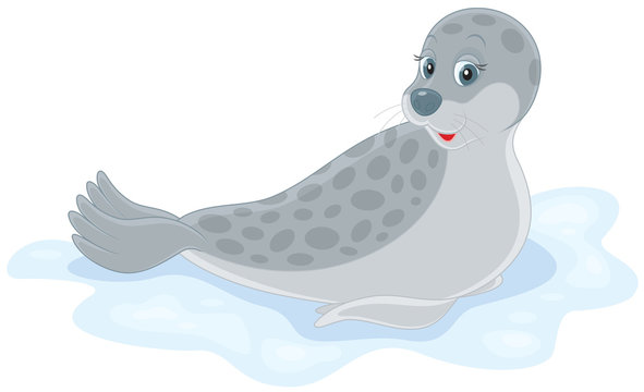 seal lying on ice