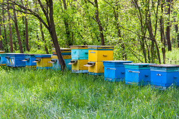 apiary in forest