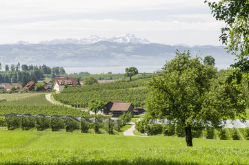 Landschaft am Bodensee
