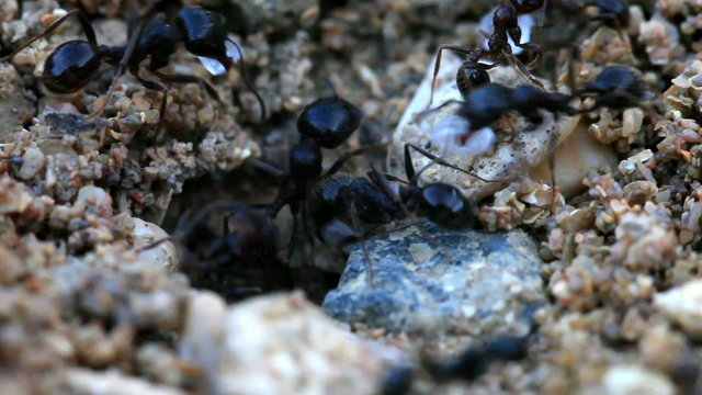 Macroshooting of the ants carrying food and subjects