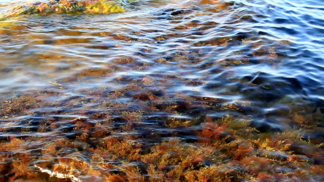 Sea waves on shoal and an alga