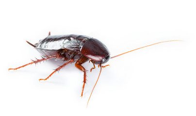 art  Cockroach bug  isolated on white background