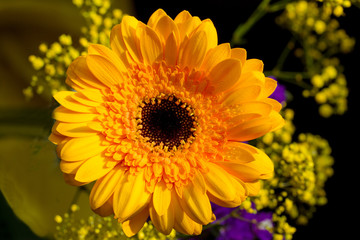 Yellow flower