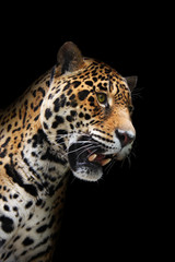 Fototapeta na wymiar Głowa Jaguar w ciemności, odizolowane